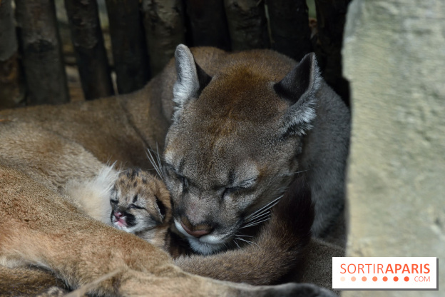 Naissances au Parc Zoologique de Paris