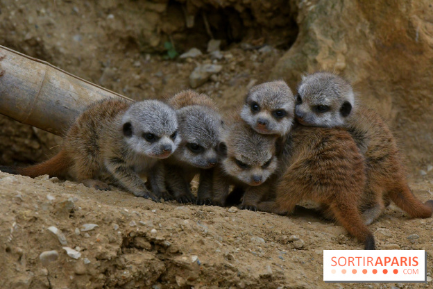 Naissances au Parc Zoologique de Paris