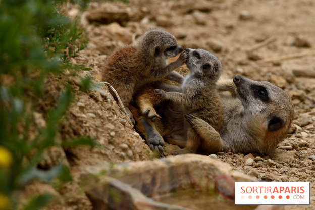Naissances au Parc Zoologique de Paris