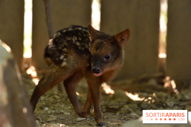 Naissances au Parc Zoologique de Paris