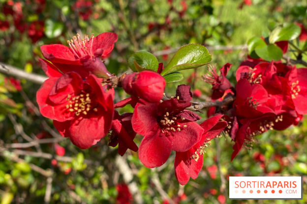 Les cerisiers et arbres en fleurs de l’Arboretum de Chevreloup