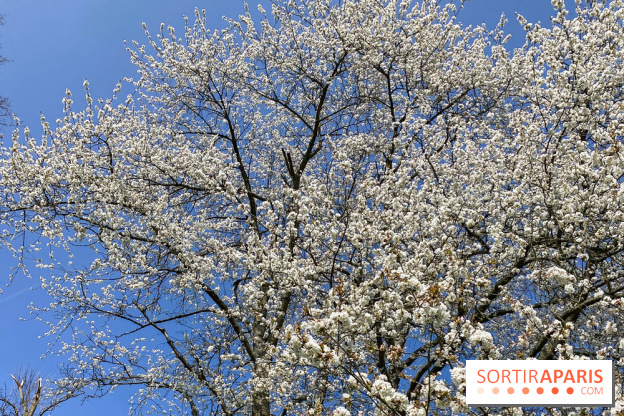 Les cerisiers et arbres en fleurs de l’Arboretum de Chevreloup