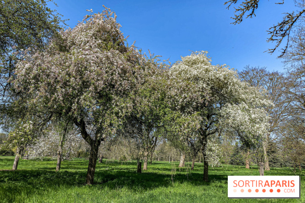 Les cerisiers et arbres en fleurs de l’Arboretum de Chevreloup