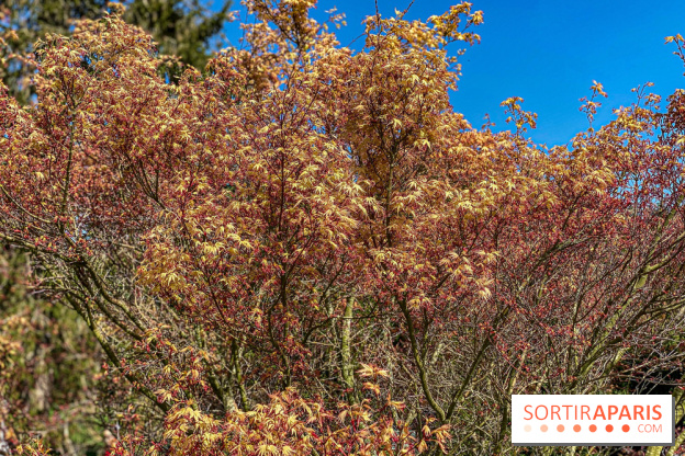 Les cerisiers et arbres en fleurs de l’Arboretum de Chevreloup