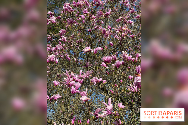 Les cerisiers et arbres en fleurs de l’Arboretum de Chevreloup