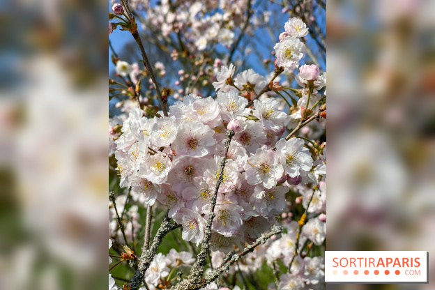 Les cerisiers et arbres en fleurs de l’Arboretum de Chevreloup