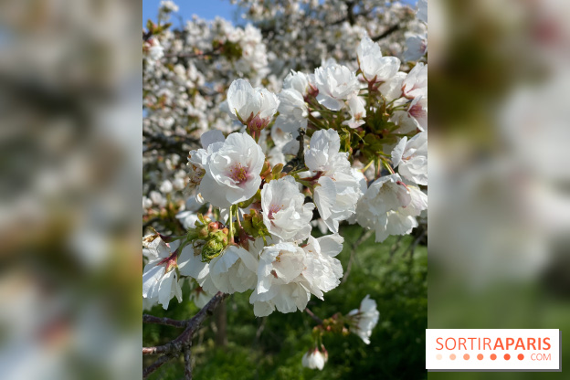Les cerisiers et arbres en fleurs de l’Arboretum de Chevreloup