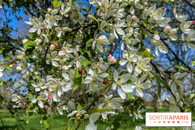 Les cerisiers et arbres en fleurs de l’Arboretum de Chevreloup