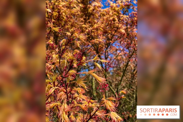 Les cerisiers et arbres en fleurs de l’Arboretum de Chevreloup