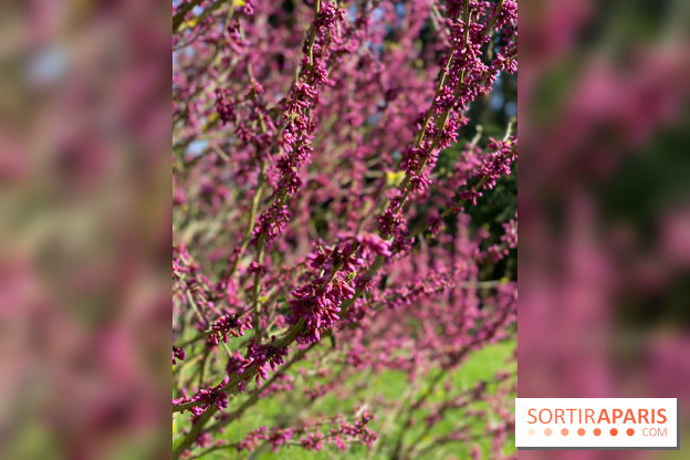 Les cerisiers et arbres en fleurs de l’Arboretum de Chevreloup