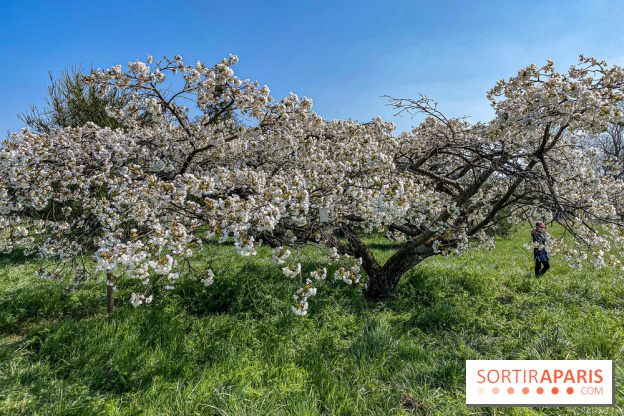 Les cerisiers et arbres en fleurs de l’Arboretum de Chevreloup