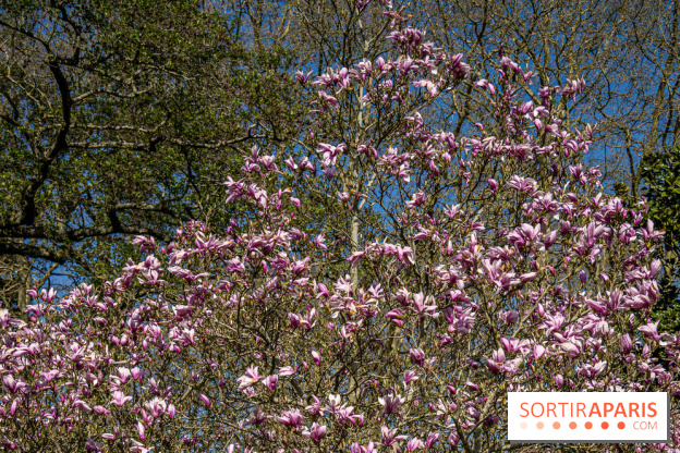 Les cerisiers et arbres en fleurs de l’Arboretum de Chevreloup