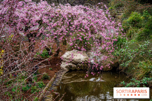 Cerisiers en fleurs à paris et aux alentours - Parc Montsouris
