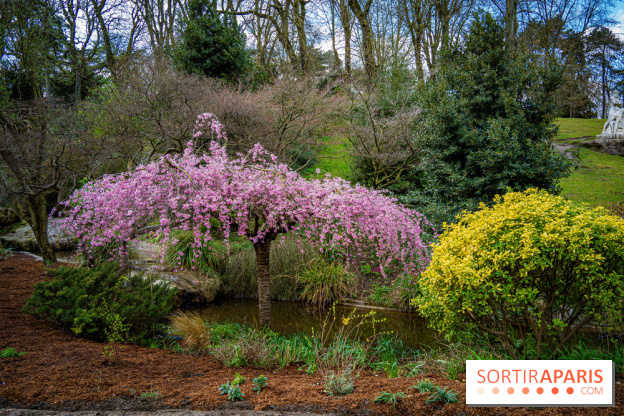 Cerisiers en fleurs à paris et aux alentours - Parc Montsouris