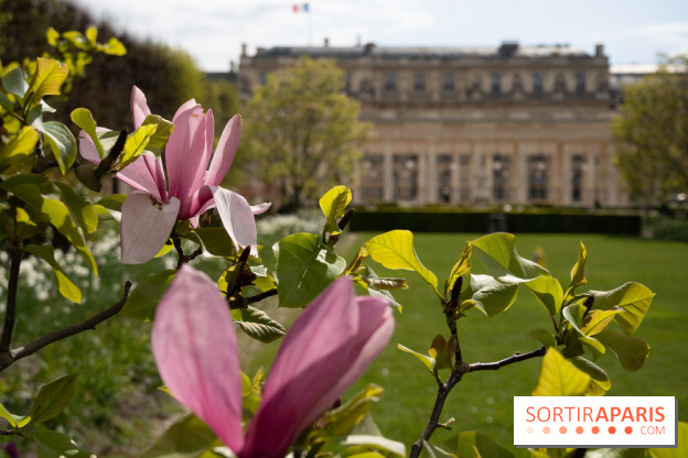 Cerisiers en fleurs à paris et aux alentours - Palais Royal