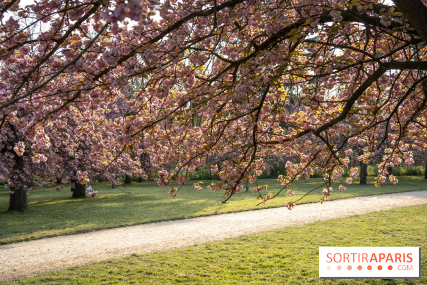 Le Parc de Sceaux et ses cerisiers en fleurs