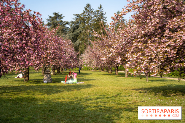 Le Parc de Sceaux et ses cerisiers en fleurs