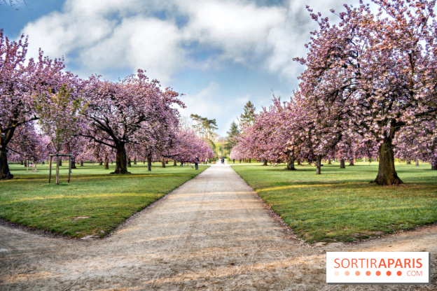 Le Parc de Sceaux et ses cerisiers en fleurs