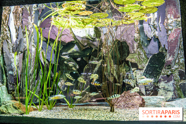 L'Aquarium Tropical de la Porte Dorée