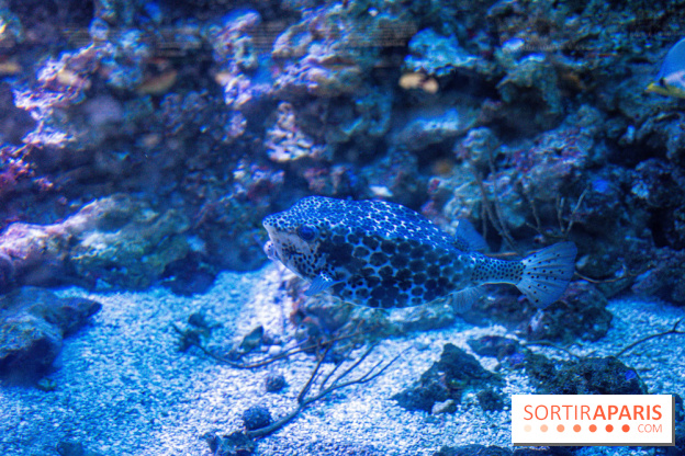 L'Aquarium Tropical de la Porte Dorée