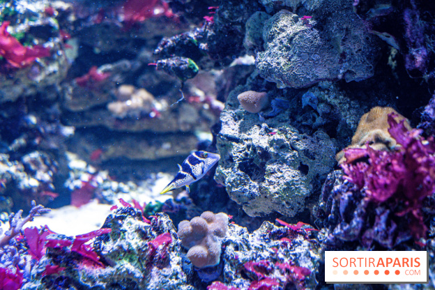 L'Aquarium Tropical de la Porte Dorée