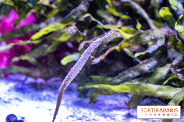 L'Aquarium Tropical de la Porte Dorée