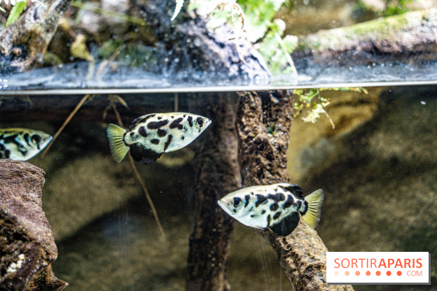 L'Aquarium Tropical de la Porte Dorée