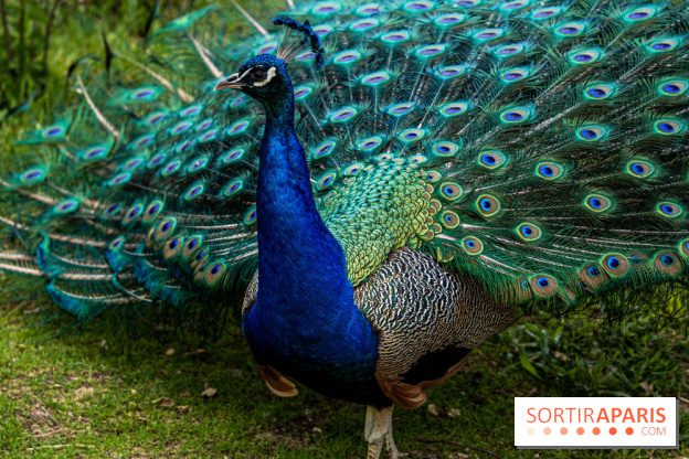 Le Parc de Bagatelle