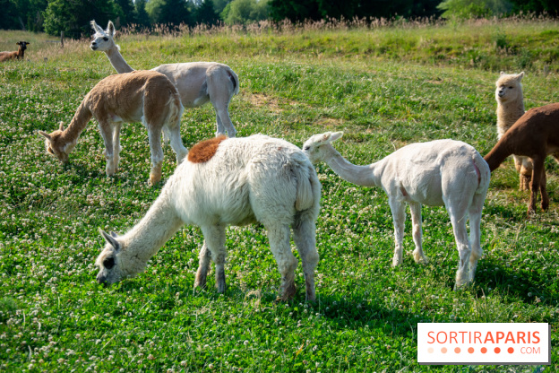 Parrot World, le parc animalier immersif d'Île-de-France