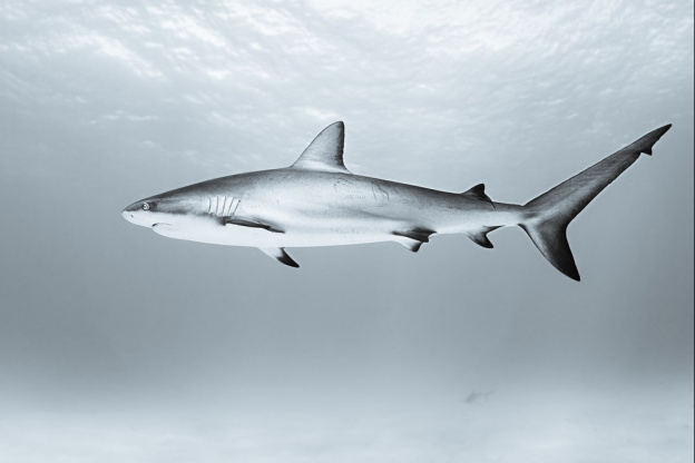 Sous la Seine 2 : une suite prévue sur Netflix pour le film de requins français