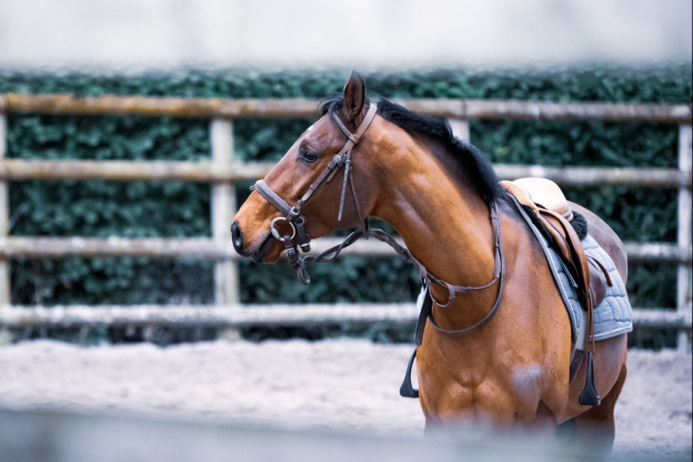 Visitez les coulisses du centre d'entraînement hippique de Grosbois, près de Vincennes