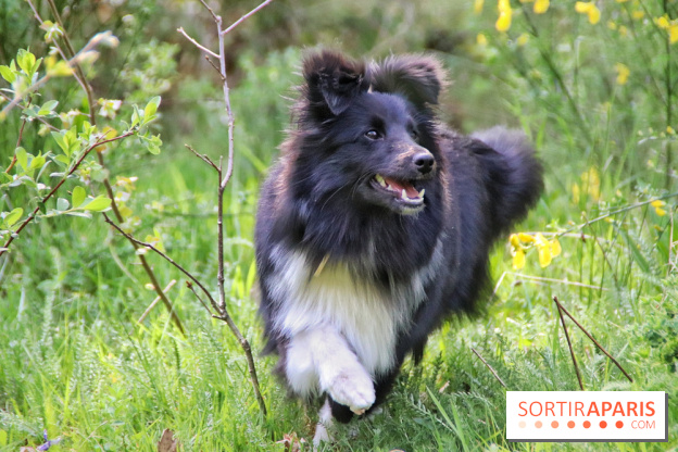 Deux boutiques éphémères Royal Canin dédiées aux chiens et aux chats ont ouvert à Paris