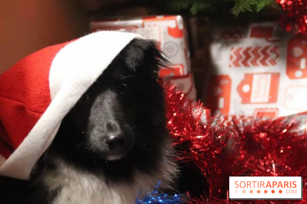 Christmas Show, la soirée caritative pour les refuges canins au Théâtre du Gymnase Marie Bell