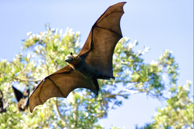 Nuit internationale de la chauve-souris 2022 : observation et promenade guidée au Jardin des Plantes