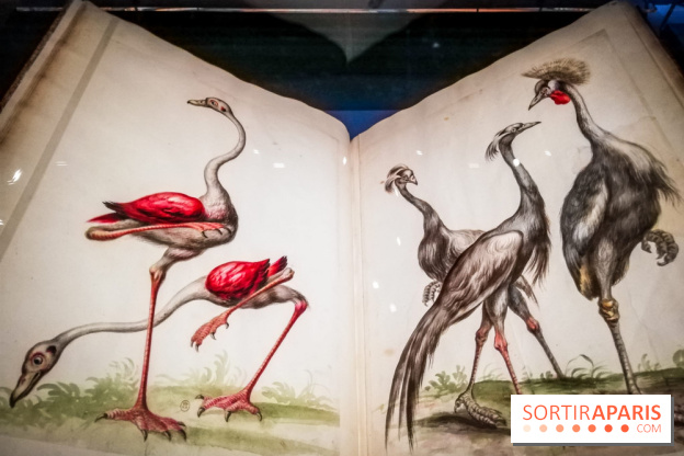 Les animaux du Roi, une exposition qui a du chien au Château de Versailles - nos photos