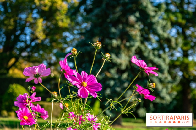 fleurs nature visuels actualités