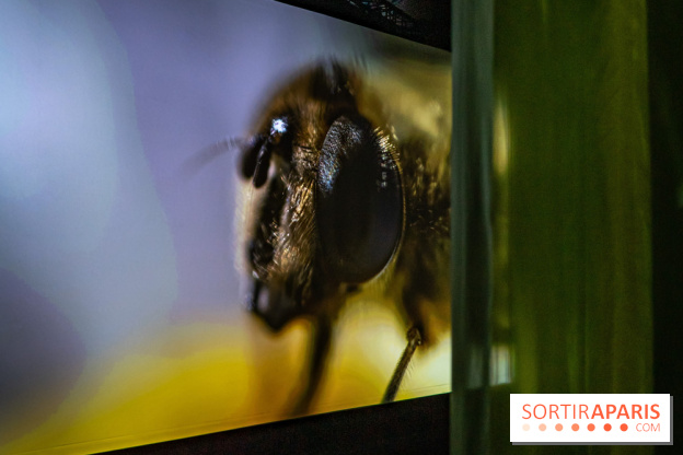 Photos : Odyssée sensorielle, l’expo immersive au Museum 