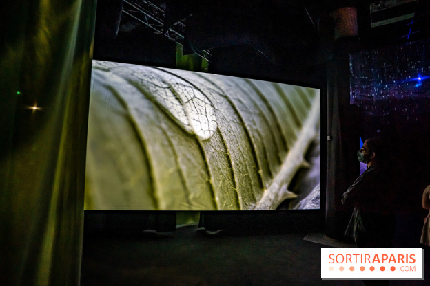 Photos : Odyssée sensorielle, l’expo immersive au Museum 