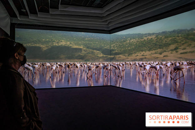 Photos : Odyssée sensorielle, l’expo immersive au Museum 