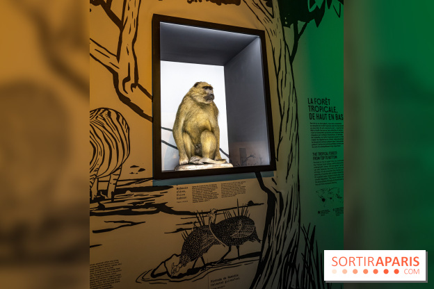 Photos : Odyssée sensorielle, l’expo immersive au Museum 