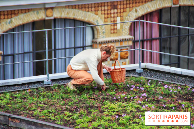 Des ateliers hors du temps pour cultiver le safran sur les toits de Paris