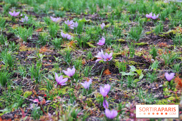 Des ateliers hors du temps pour cultiver le safran sur les toits de Paris