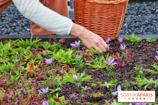 Des ateliers hors du temps pour cultiver le safran sur les toits de Paris