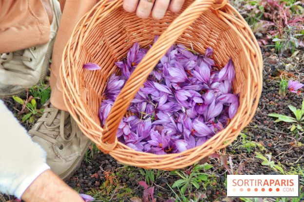 Des ateliers hors du temps pour cultiver le safran sur les toits de Paris