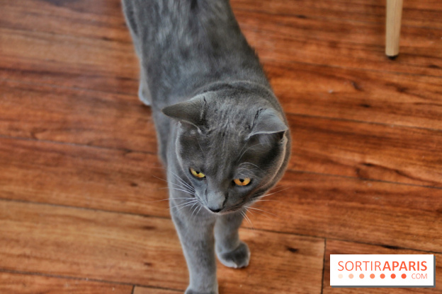 Le Moustache Pension, un hôtel pour chats douillet qui accueille vos compagnons à Paris