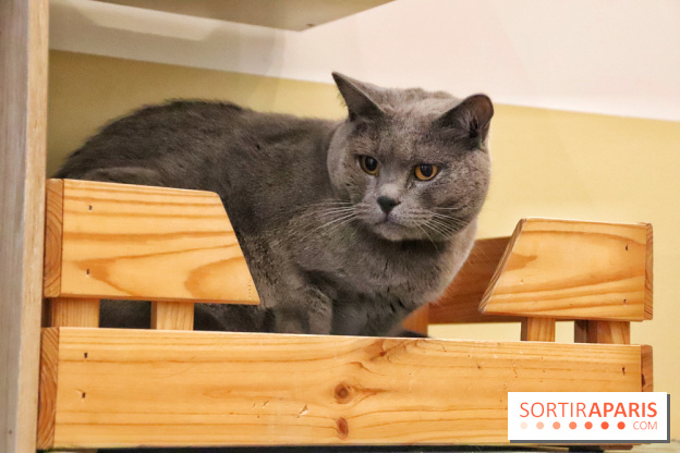 Le Moustache Pension, un hôtel pour chats douillet qui accueille vos compagnons à Paris