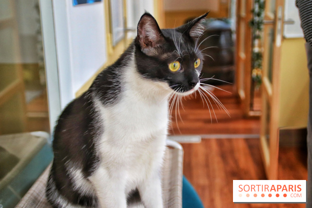 Le Moustache Pension, un hôtel pour chats douillet qui accueille vos compagnons à Paris
