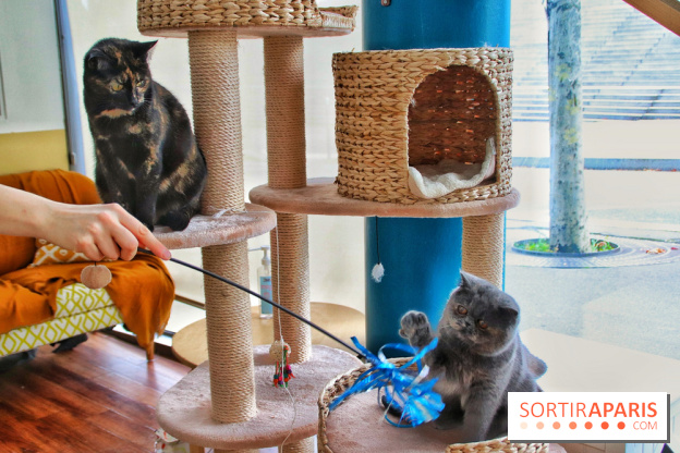 Le Moustache Pension, un hôtel pour chats douillet qui accueille vos compagnons à Paris