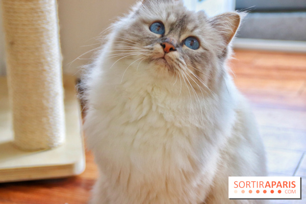 Le Moustache Pension, un hôtel pour chats douillet qui accueille vos compagnons à Paris