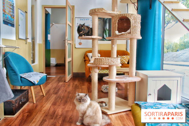 Le Moustache Pension, un hôtel pour chats douillet qui accueille vos compagnons à Paris